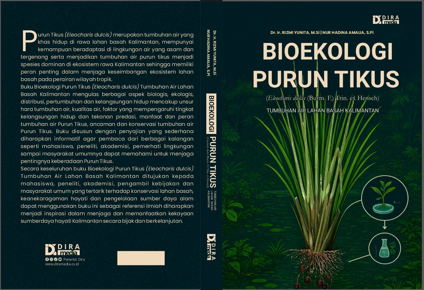 BIOEKOLOGI PURUN TIKUS (Eleocharis dulcis (Burm. F.) Trin. ex Hensch) TUMBUHAN AIR LAHAN BASAH KALIMANTAN